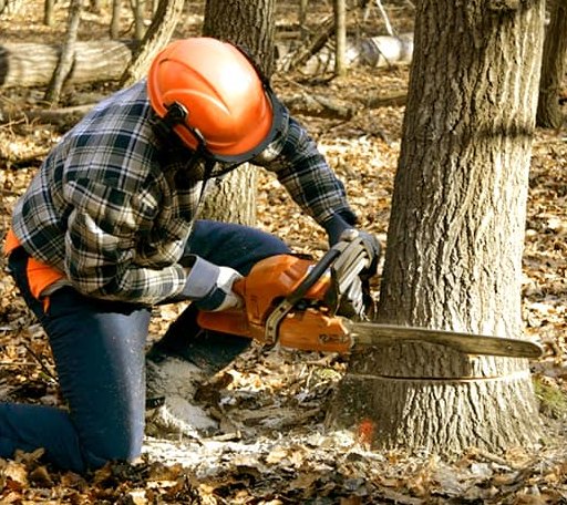 Tree Removal in Lakeland, MI